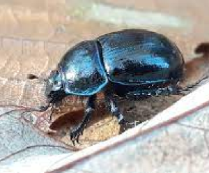 plaster beetle ireland