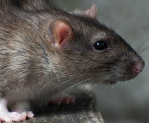rats pest control