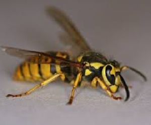 wasp nest removal ireland
