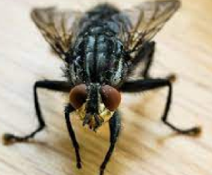 flies treatment ireland