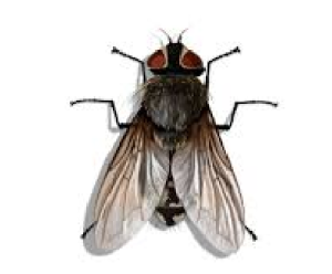 cluster fly treatment ireland